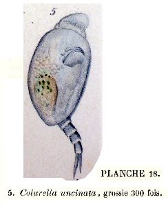 Dujardin, M F (1841): Histoire naturelle des zoophytes. Infusoires, comprenant la physiologie et la classification de ces animaux, et la manière de les étudier à l'aide du microscope.  